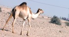 Ronde van Oman gaat volgend jaar gewoon door