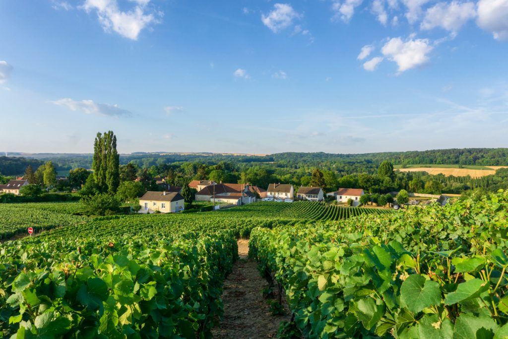 De wijnvelden rond Reims