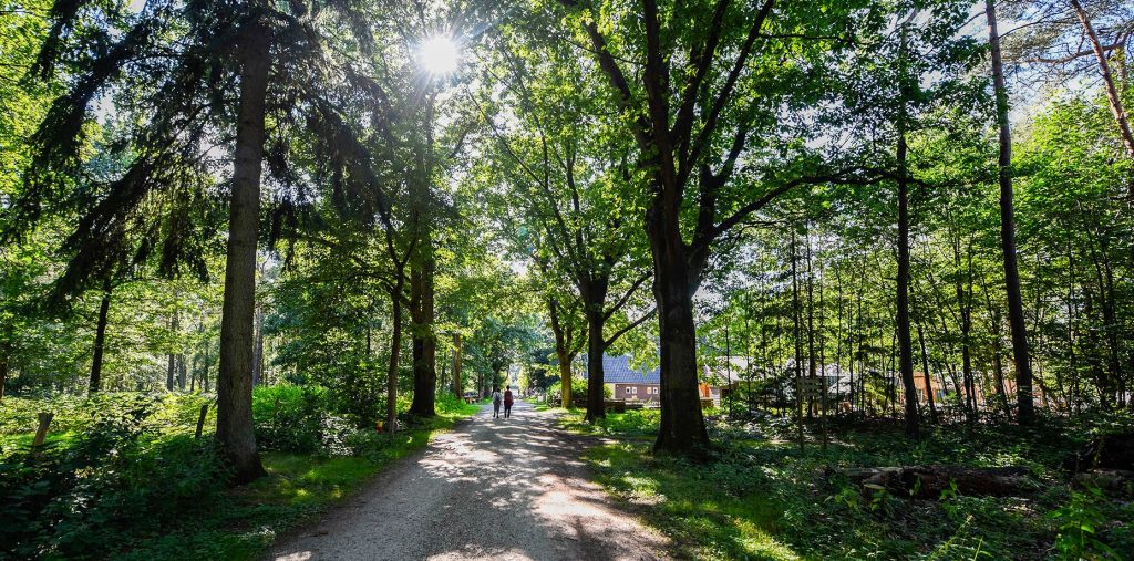 De mooiste fietsroutes van Nederland: door zoveel mogelijk bossen tijdens de Green Divide