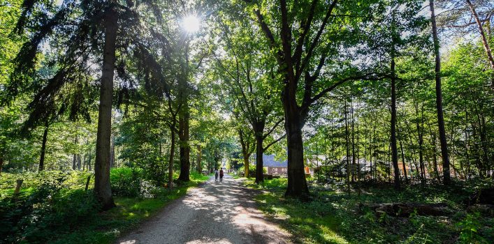 De mooiste fietsroutes van Nederland: door zoveel mogelijk bossen tijdens de Green Divide