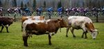 Volg hier de derde etappe van de Tour of the Alps 2021