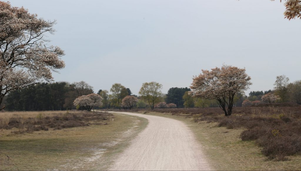 Een kennismaking met gravelfietsen op de Gooise Heide