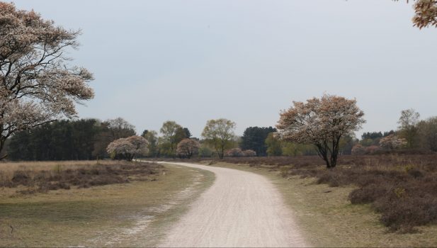 Een kennismaking met gravelfietsen op de Gooise Heide