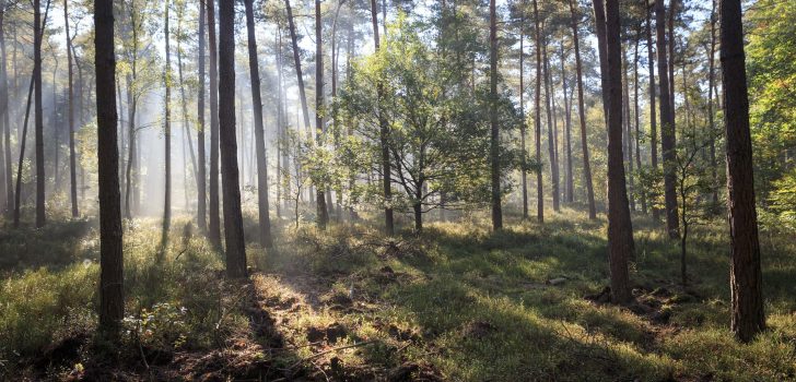 Door de bossen en over de heide van de Veluwe