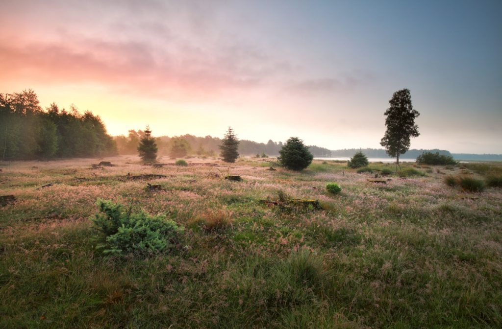 Het Dwingelderveld en de Col du VAM: over keien en heide door Drenthe