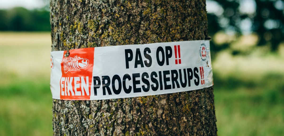 Laat de eikenprocessierups jouw fietsplezier niet in de weg staan