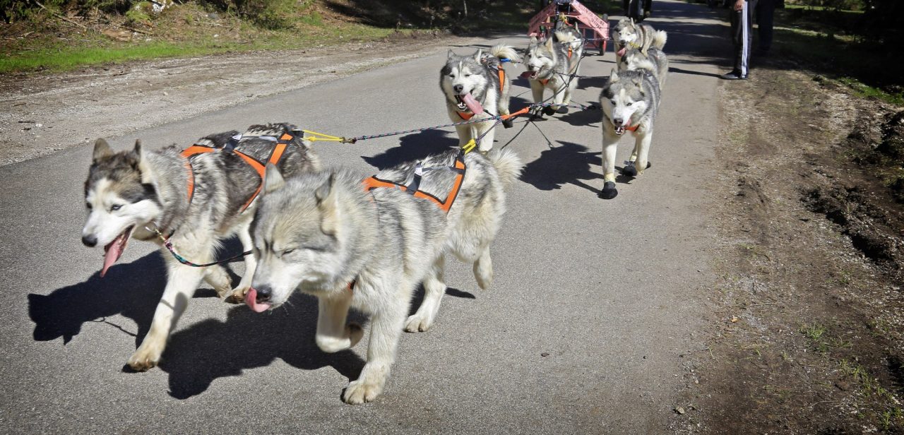 Opmerkelijk: rechter zet wielrennende advocaten op hun plek na schade-eis tegen hondeneigenaar
