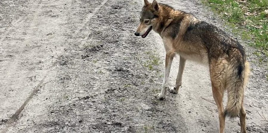 Bram Tankink staat plots oog in oog met wolf tijdens graveltocht