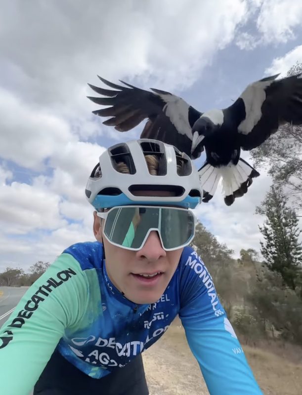 Oscar Chamberlain tijdens training in Australië aangevallen door boze vogel