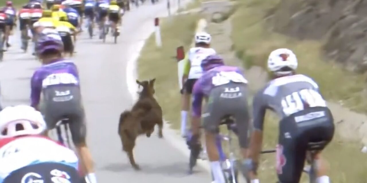 Bizar! Overstekende berggeit springt Dion Smith bijna van de fiets in Giro dItalia