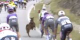 Bizar! Overstekende berggeit springt Dion Smith bijna van de fiets in Giro d’Italia