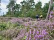 Mountainbikeroute Sallandse Heuvelrug heropend na sluiting voor natuurbehoud