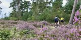 Mountainbikeroute Sallandse Heuvelrug heropend na sluiting voor natuurbehoud
