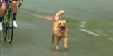 Hond maakt indruk met dertiende plek in koninginnenrit Ronde van Colombia