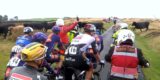 Peloton in Tour of Britain op klim opgehouden door... kudde runderen