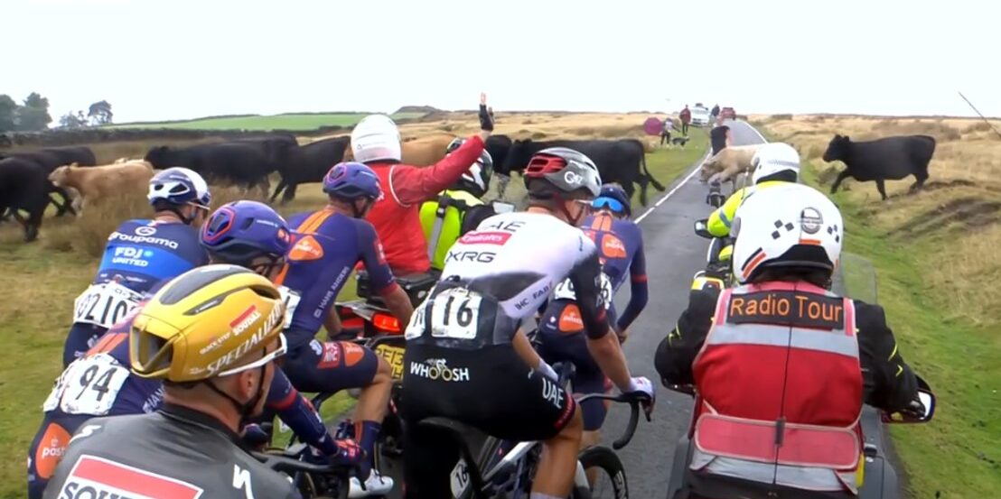 Peloton in Tour of Britain op klim opgehouden door... kudde runderen