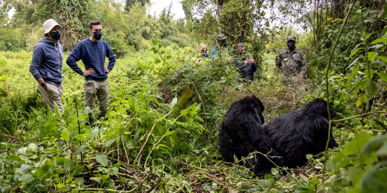 Tom Dumoulin, Bram Tankink en Simon Geschke oog in oog met gorilla's in Rwanda