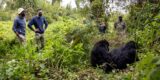Tom Dumoulin, Bram Tankink en Simon Geschke oog in oog met gorilla’s in Rwanda