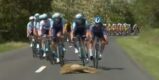 Struikelend hert tackelt bijna het peloton in Ronde van Hongarije